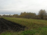 Участок рядом с березовой рощей