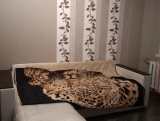Отличный вариант!
